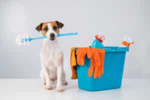 How do you keep your house clean with animals?